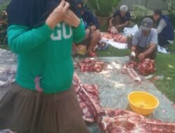 DPD PARTAI NASDEM KABUPATEN CIANJUR ADAKAN KURBAN EMPAT EKOR SAPI DAN SEMBILAN EKOR KAMBING
