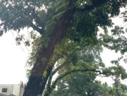 Pohon Doyong di Cianjur: Antara Hijau Kota dan Ancaman Nyata