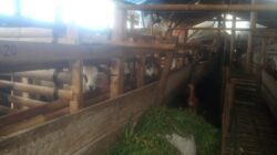 “Desa Nyalindung Kasi Kesra Buktikan Sukses Pembudidayaan Domba & Kelinci”