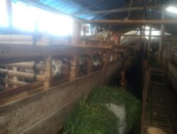 “Desa Nyalindung Kasi Kesra Buktikan Sukses Pembudidayaan Domba & Kelinci”