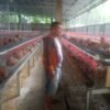 BUMDes Raharja Mandiri Desa Talaga Luncurkan Program Peternakan Ayam Petelur untuk Ketahanan Pangan Lokal