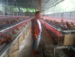 BUMDes Raharja Mandiri Desa Talaga Luncurkan Program Peternakan Ayam Petelur untuk Ketahanan Pangan Lokal