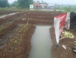 Optimalkan Lahan 2.000 Meter, BUMDes Tunas Mandiri Cibulakan Targetkan Jadi Sentra Gurame