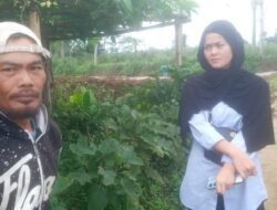 BUMDes Surya Kencana Sukamulya Luncurkan Program Pertanian Bawang Daun dan Peternakan Domba