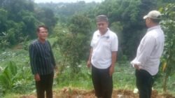 BUMDes Cibeureum Berkarya Garap Potensi Pepaya Bangkok dan Bawang Daun