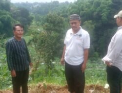 BUMDes Cibeureum Berkarya Garap Potensi Pepaya Bangkok dan Bawang Daun