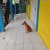 Gangguan Anjing Liar di Depan Sekolah SMK Bina Karya Bangsa (BINKARA) Wangunjaya Resahkan Siswa dan Pengelola