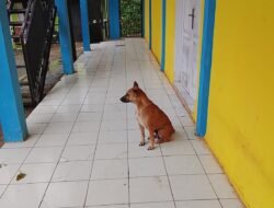 Gangguan Anjing Liar di Depan Sekolah SMK Bina Karya Bangsa (BINKARA) Wangunjaya Resahkan Siswa dan Pengelola